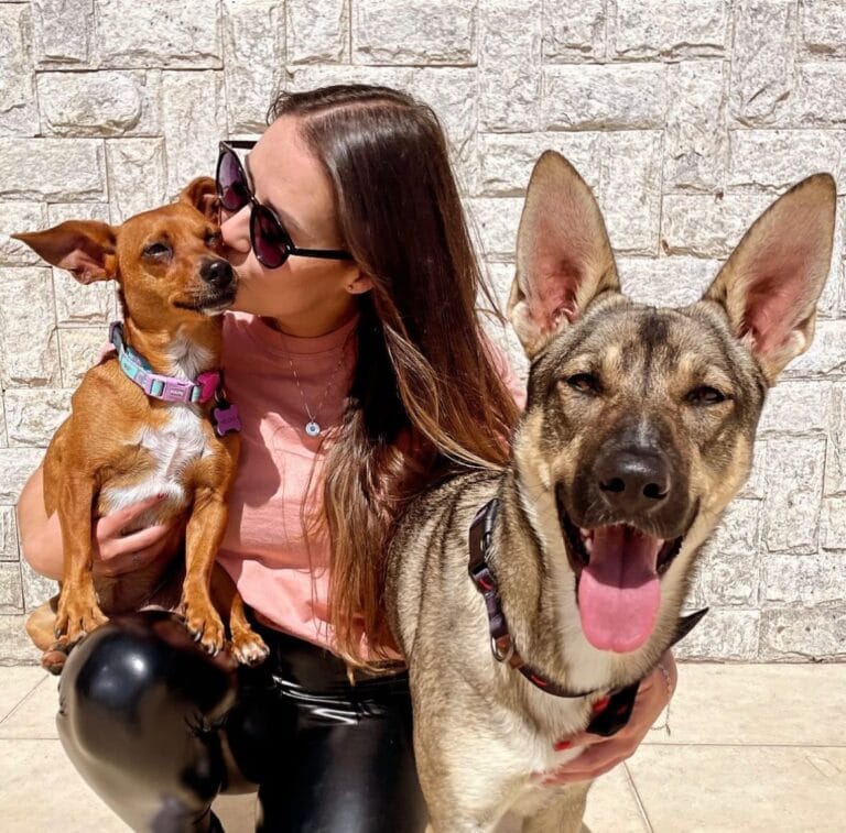 Do lixo ao estrelato: a jornada emocionante da vira-lata caramelo e sua turma